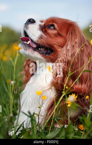 Cavalier King Charles Spaniel (Canis lupus f. familiaris), lying in a flower meadow and looking up, portrait Stock Photo