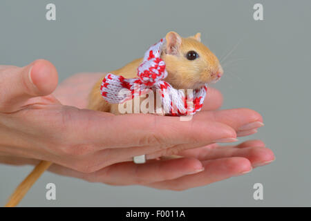 Mongolian gerbil, clawed jird (Meriones unguiculatus), gerbil with a little scarf on a hand Stock Photo