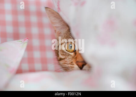 domestic cat, house cat (Felis silvestris f. catus), house cat hiding behind a pillow Stock Photo