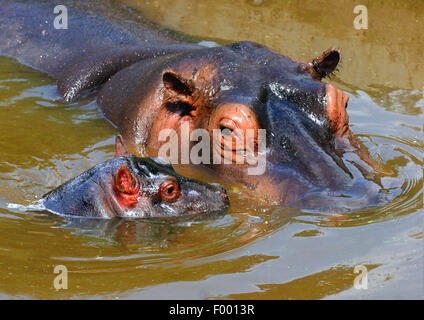 hippopotamus, hippo, Common hippopotamus (Hippopotamus amphibius), adult with pup in stretch of water, Africa Stock Photo