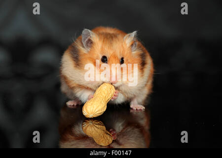 golden hamster (Mesocricetus auratus), golden hamster with a peanut