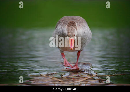 greylag goose (Anser anser), walking to the shore, Germany Stock Photo
