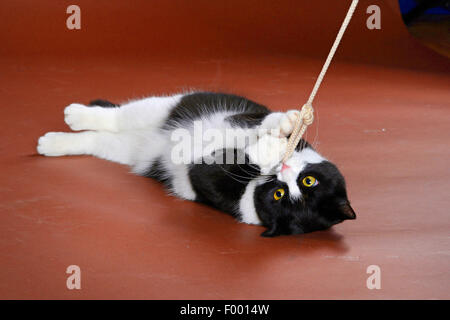 domestic cat, house cat (Felis silvestris f. catus), black and white spotted kitten playing with a string Stock Photo