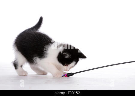 domestic cat, house cat (Felis silvestris f. catus), spotted black and whit kitten playing with a feather frond Stock Photo