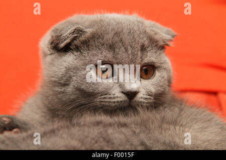 British Shorthair (Felis silvestris f. catus), little grey-haired British Shorthair kitten with floppy ears in front of red background, portrait