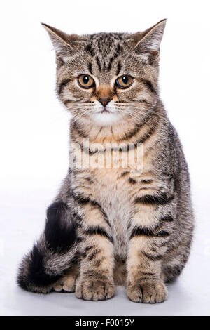 British Shorthair (Felis silvestris f. catus), sitting little striped kitten, full-length portrait Stock Photo