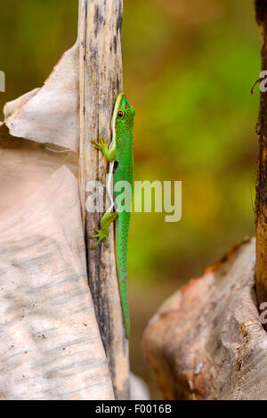 Lined day gecko, Striped Day Gecko (Phelsuma dorsivittata, Phelsuma lineata), on withered grass, Madagascar, Diana  , Montagne d┤Ambre National Park Stock Photo