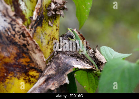 Lined day gecko, Striped Day Gecko (Phelsuma dorsivittata, Phelsuma lineata), on a withered leaf, Madagascar, Diana  , Montagne d┤Ambre National Park Stock Photo