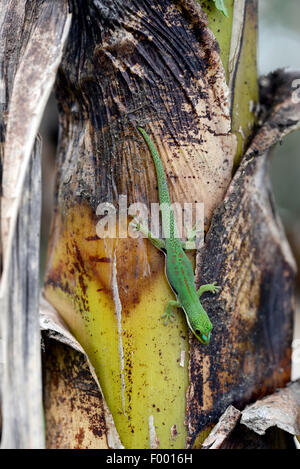 Lined day gecko, Striped Day Gecko (Phelsuma dorsivittata, Phelsuma lineata), head first on a palm trunk, Madagascar, Diana  , Montagne d┤Ambre National Park Stock Photo