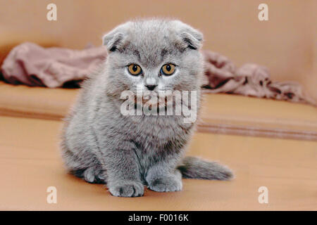 British Shorthair (Felis silvestris f. catus), sitting little grey-haired British Shorthair kitten with floppy ears Stock Photo