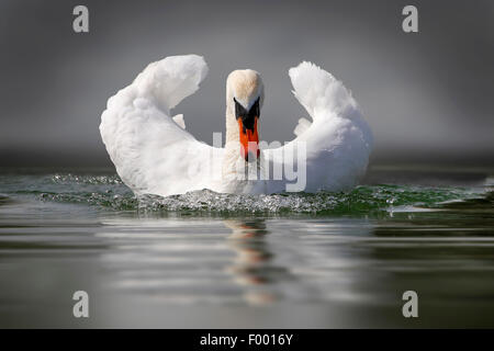 mute swan (Cygnus olor), swims with threatening gesture, Germany Stock Photo