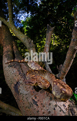 Madagascar tree boa (Sanzinia madagascariensis), climbs in a tree, Madagascar, Nosy Be, Lokobe Reserva Stock Photo