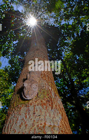 Henkel's Leaf-tailed Gecko (Uroplatus henkeli), perfectly camouflaged gecko on a tree trunk, Madagascar, Nosy Be, Lokobe Reserva Stock Photo