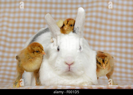 Brahma, Brahma chicken (Gallus gallus f. domestica), chick sitting on the shoulder of a rabbit, two standing next to it Stock Photo
