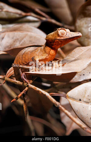 Spearpoint leaf-tail gecko (Uroplatus ebenaui), on a withered leaf, Madagascar, Nosy Be, Lokobe Reserva Stock Photo