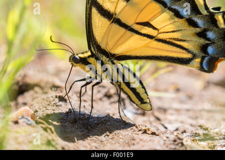 Two-tailed Swallowtail Butterfly  (Papilio multicaudatus), sucks minerals from the ground, USA, Arizona Stock Photo