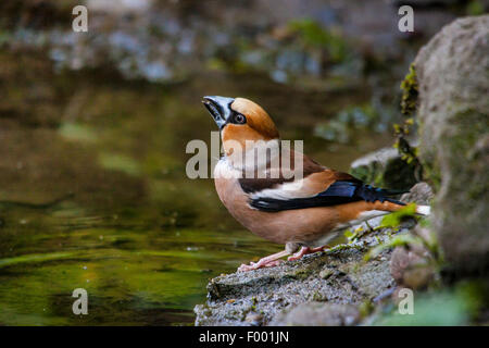 hawfinch (Coccothraustes coccothraustes), drinks at a water hole, Switzerland, Sankt Gallen Stock Photo