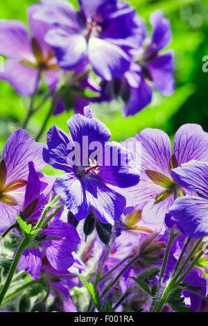 Broad-Petaled Geranium (Geranium platypetalum), blooming Stock Photo