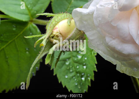ornamental rose (Rosa 'Alba Maxima', Rosa Alba Maxima), cultivar Alba Maxima Stock Photo