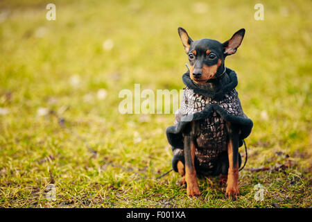 Young Black Miniature Pinscher Pincher in Warm Clothes Stock Photo