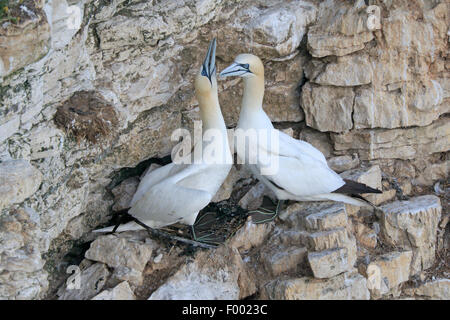 A pair of adult Northern gannets displaying on the cliffs at Bempton RSPB Reserve Stock Photo