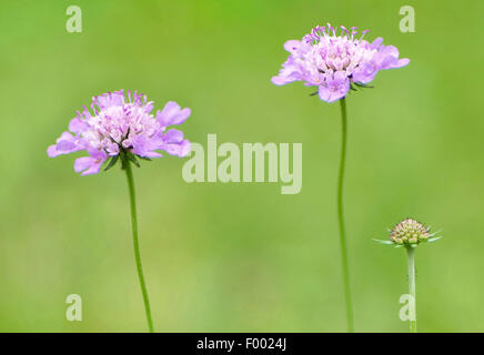 Pincushion Flower, Shining Scabious, Glossy Scabious (Scabiosa lucida), inflorescences, Germany, Bavaria, Werdenfelser Land Stock Photo
