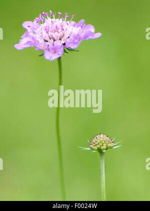 Pincushion Flower, Shining Scabious, Glossy Scabious (Scabiosa lucida), inflorescences, Germany, Bavaria, Werdenfelser Land Stock Photo