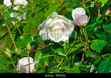 ornamental rose (Rosa 'Schneewittchen', Rosa Schneewittchen), cultivar Schneewittchen Stock Photo