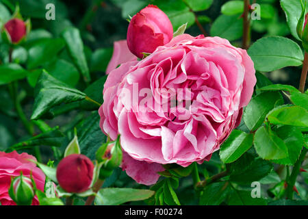ornamental rose (Rosa 'Leonardo da Vinci', Rosa Leonardo da Vinci), cultivar Leonardo da Vinci Stock Photo