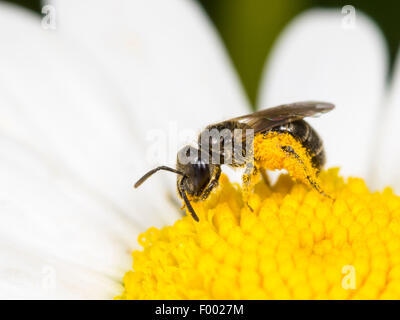 Sweat bee (Lasioglossum pauxillum), female foraging on oxeye daisy (Leucanthemum vulgare), Germany Stock Photo
