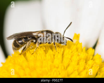 Sweat bee (Lasioglossum pauxillum), female foraging on oxeye daisy (Leucanthemum vulgare), Germany Stock Photo