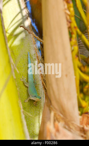 Dull Day Gecko (Phelsuma dubia), sits on the trunk of a palm and looks into the camera, Madagascar, Diana Stock Photo