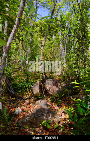 rain forest at Lokobe Reserve, Madagascar, Nosy Be, Lokobe Reserva Stock Photo
