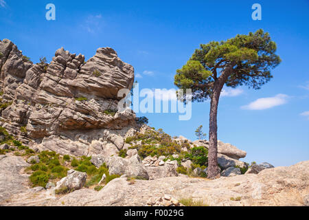 Nature of Corsica island, mountain landscape with pine tree growing on rock Stock Photo
