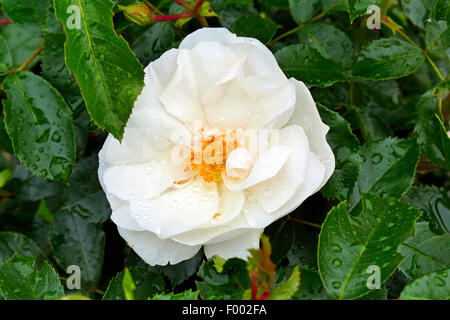ornamental rose (Rosa 'Schneeflocke', Rosa Schneeflocke), cultivar osa 'Schneeflocke Stock Photo
