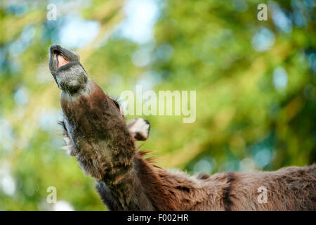 Domestic donkey (Equus asinus asinus), neighing mare from below, Germany Stock Photo