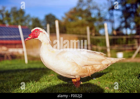 Barbary duck (Cairina moschata), on a pasture, Germany Stock Photo