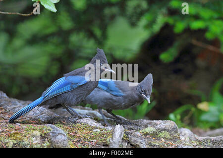 Steller's jay (Cyanocitta stelleri), two jays sitting on the ground and searching food, Canada, Glacier Natioanl Park Stock Photo