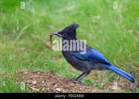 Steller's jay (Cyanocitta stelleri), standing on the ground with nesting material in the bill, Canada, Vancouver Island Stock Photo