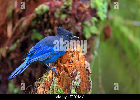 Steller's jay (Cyanocitta stelleri), sitting on a tree stub, Canada, Vancouver Island Stock Photo