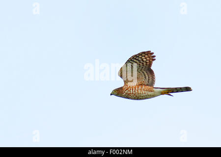 Sharp-shinned hawk (Accipiter striatus), flying, Canada, Ontario, Point Pelee National Park Stock Photo
