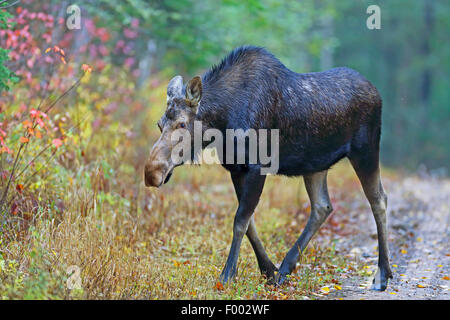 Canadian moose, Northwestern moose, Western moose (Alces alces andersoni, Alces andersoni), female walks at the edge of the wood, Canada, Ontario, Algonquin Provincial Park Stock Photo