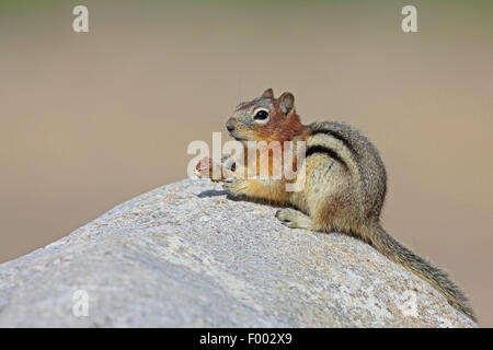golden-mantled ground squirrel (Spermophilus lateralis, Citellus lateralis, Callospermophilus lateralis), sits on a rock and feeds a bone, Cananda, Banff National Park Stock Photo