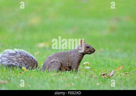 Eastern gray squirrel, Grey squirrel (Sciurus carolinensis), sits on grass, Canada, Ontario, Leamington