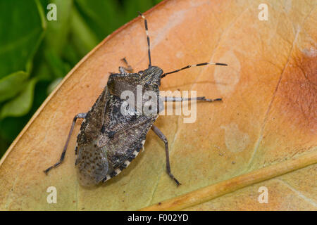 Brown marmorated stink bug (Halyomorpha halys), sitting on a leaf, Switzerland Stock Photo