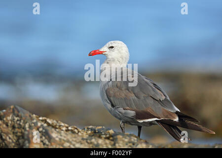 Heermann's gull (Larus heermanni), standing on a rock, Canada, Vancouver Island, Victoria Stock Photo