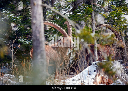 Alpine ibex (Capra ibex, Capra ibex ibex), male in winter forest, Austria, Styria Stock Photo