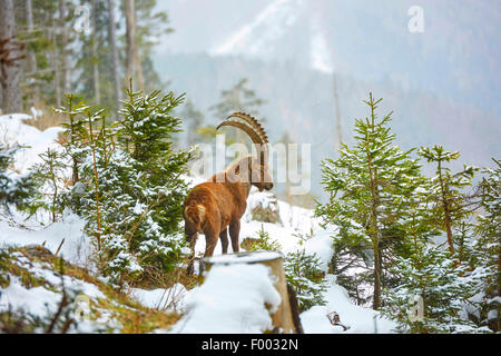Alpine ibex (Capra ibex, Capra ibex ibex), in snwoy winter forest, Austria, Styria Stock Photo