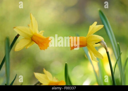 daffodil (Narcissus 'Jetfire', Narcissus Jetfire), cultivar Hetfire Stock Photo