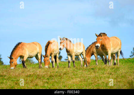 Przewalski's horse (Equus przewalski), herd in a meadow, Germany, Bavaria, Bavarian Forest National Park Stock Photo